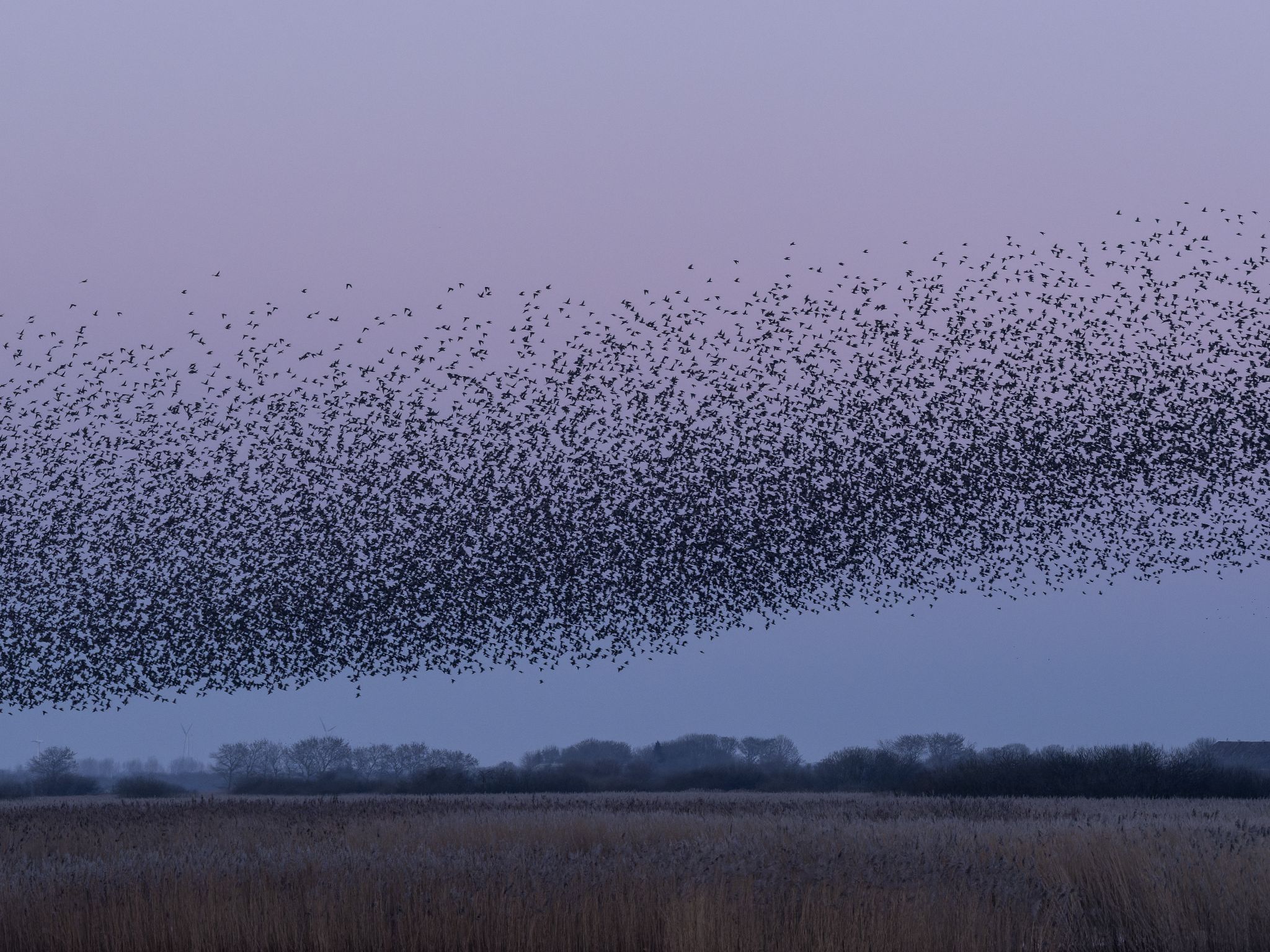 Die schwarze Sonne: etliche tausend Stare verdecken die Sonne.